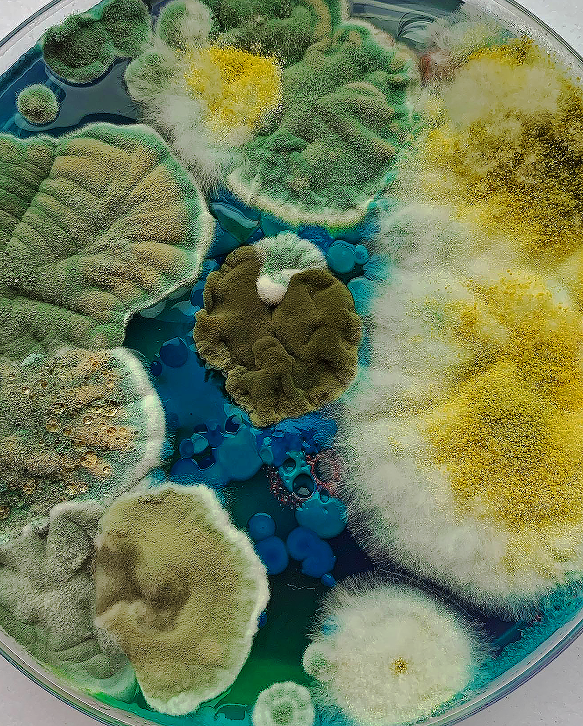 A petri dish full of blue liquid and fuzzy greenish molds.